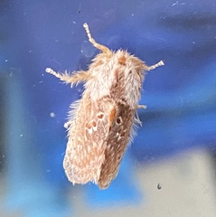 Pseudanapaea denotata