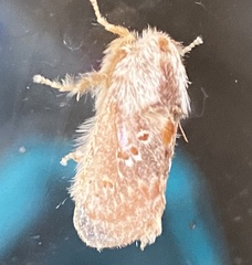 Pseudanapaea denotata