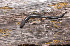 Plethodon hoffmani