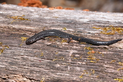 Plethodon hoffmani