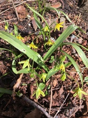 Gagea lutea