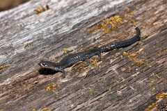 Plethodon hoffmani