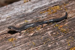 Plethodon hoffmani