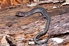 Plethodon hoffmani