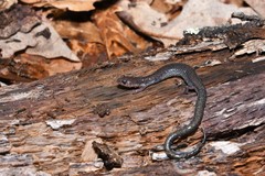 Plethodon hoffmani