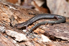 Plethodon hoffmani