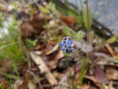 Myosotis ramosissima