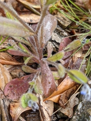Myosotis ramosissima