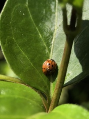 Harmonia axyridis