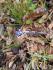 Myosotis ramosissima