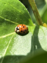 Harmonia axyridis