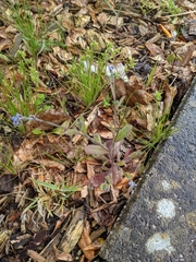 Myosotis ramosissima