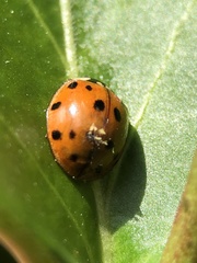 Harmonia axyridis