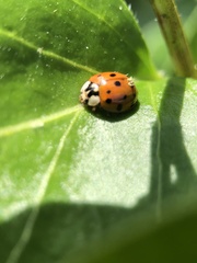 Harmonia axyridis