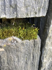 Ptychostomum capillare