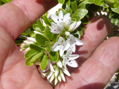 Veronica canterburiensis
