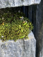 Ptychostomum capillare