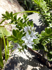 Veronica canterburiensis