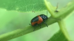 Cryptocephalus notatus