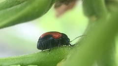 Cryptocephalus notatus