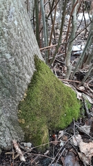 Sciuro-hypnum reflexum