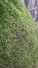 Sciuro-hypnum reflexum