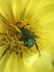 Trichiotinus lunulatus