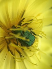 Trichiotinus lunulatus