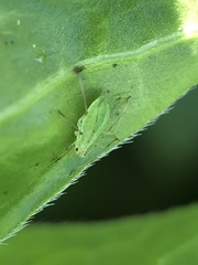 Aphidomorpha