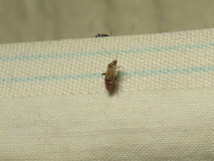 Hamatophylus guttulosus