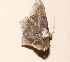 Chiasmia simplicilinea