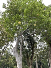 Crateva unilocularis