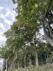 Crateva unilocularis