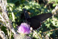 Parides bunichus