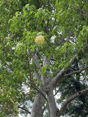 Crateva unilocularis