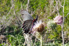Parides bunichus