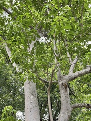Crateva unilocularis