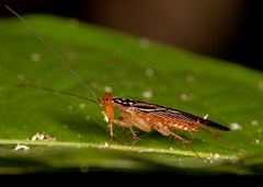 Euphyllodromia angustata