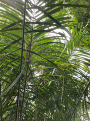Raphia taedigera