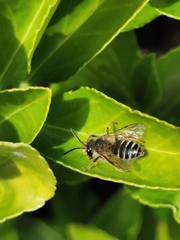 Andrena flavipes