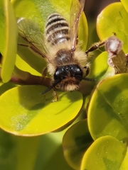 Andrena flavipes