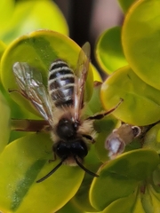 Andrena flavipes