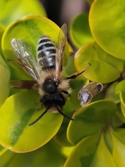 Andrena flavipes