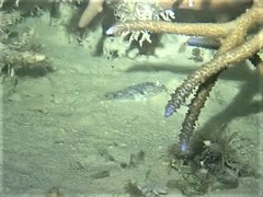 Fusigobius neophytus