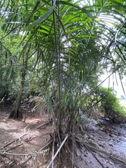 Raphia taedigera