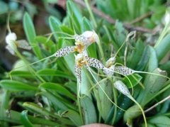 Masdevallia picturata