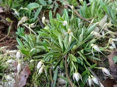 Masdevallia picturata