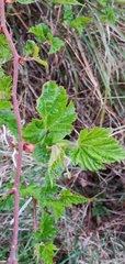 Rubus taitoensis