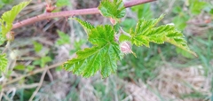 Rubus taitoensis
