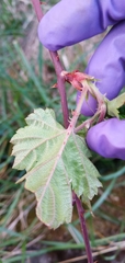 Rubus taitoensis